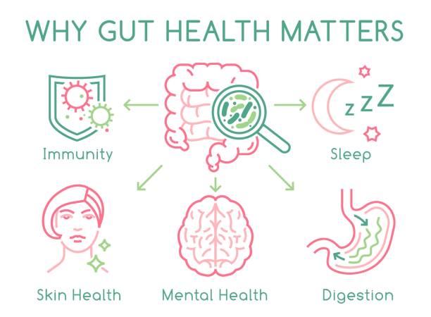 Gut Health Poster Why gut health matters. Landscape poster. Medical infographic. Digestion is important. Stomach function. Editable vector illustration in modern outline style. Healthcare and scientific concept microbiome icon stock illustrations