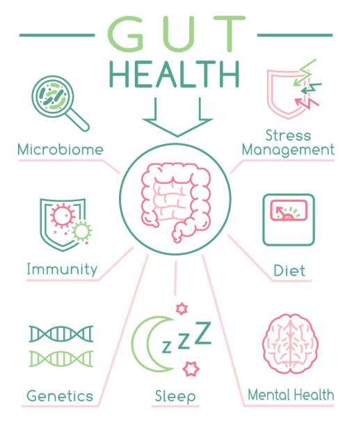 Gut health vertical poster. Editable vector illustration Why gut health matters. Vertical poster. Medical infographic. Digestion is important. Stomach function. Editable vector illustration in modern outline style. Healthcare and scientific concept microbiome icon stock illustrations