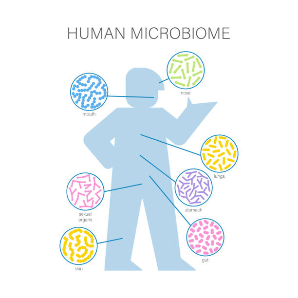 Gut microbiome concept. Human intestine microbiota with healthy probiotic bacteria. Gut microbiome concept. Human intestine microbiota with healthy probiotic bacteria. Flat abstract medicine illustration of microbiology checkup. microbiome icon stock illustrations